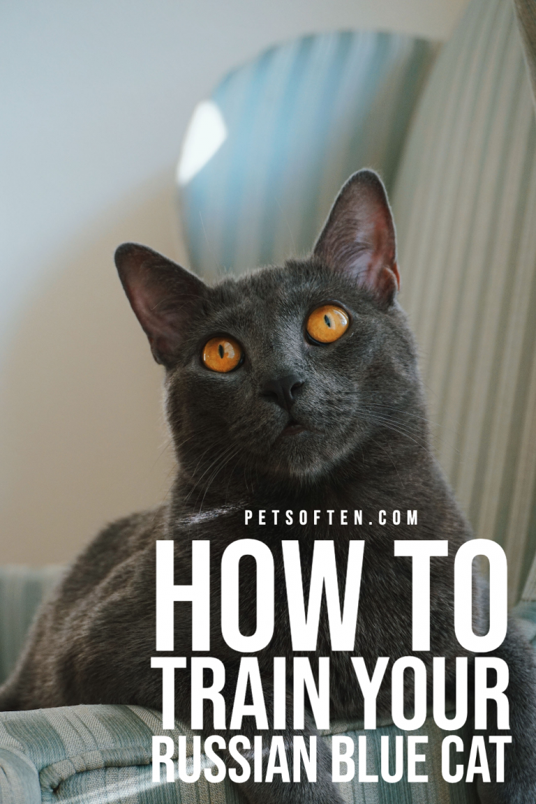 How to Train Your Russian Blue Cat