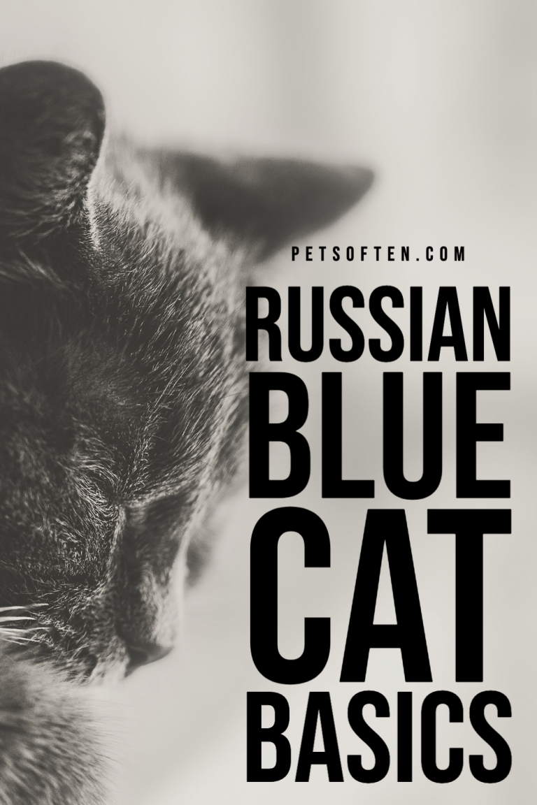 Russian Blue Cat Basics