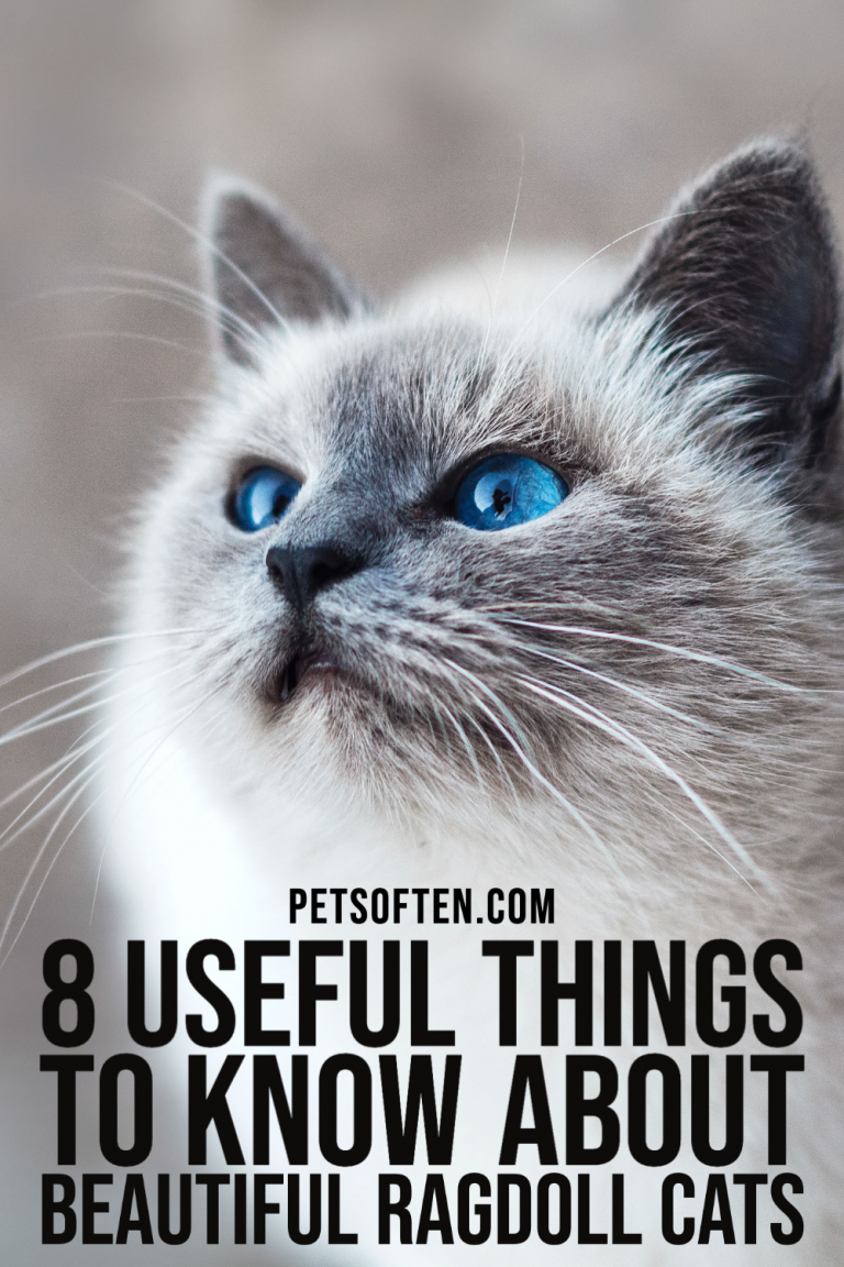 8 Useful Things To Know About Beautiful Ragdoll Cats