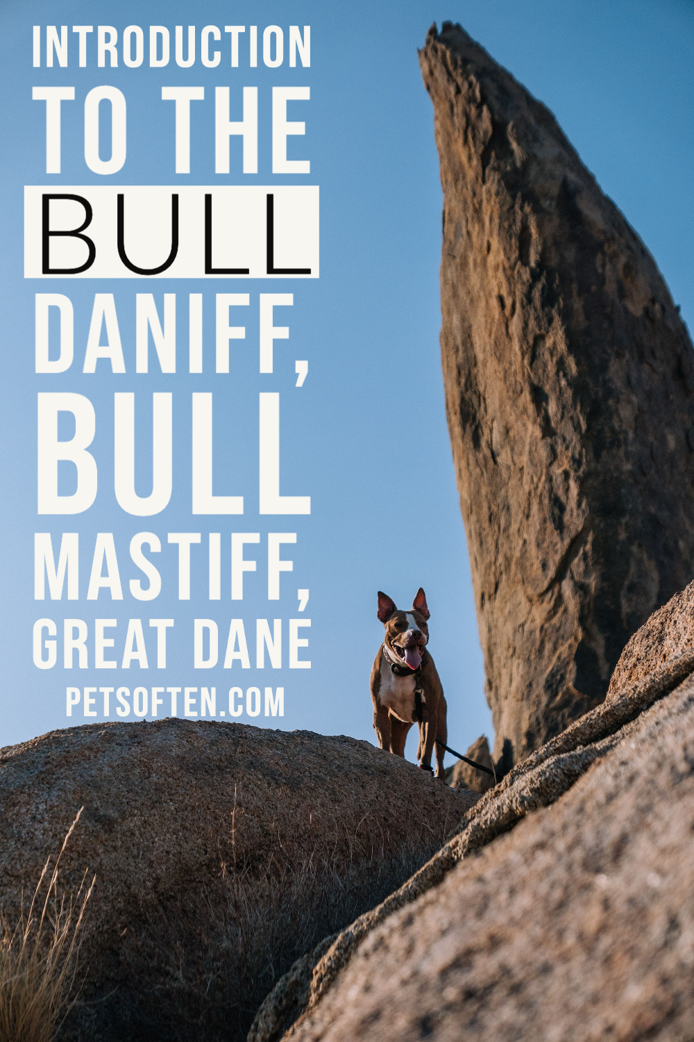 Introduction to the Bull Daniff, Bull Mastiff, Great Dane