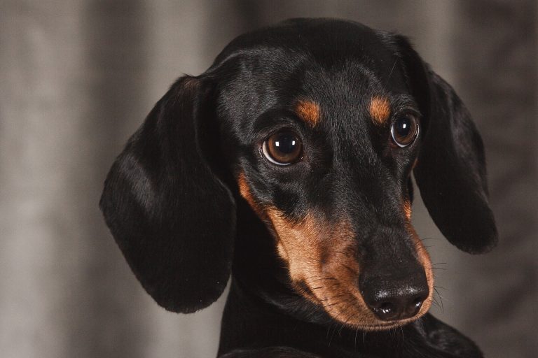 Top 7 Reasons to Love Dachshunds