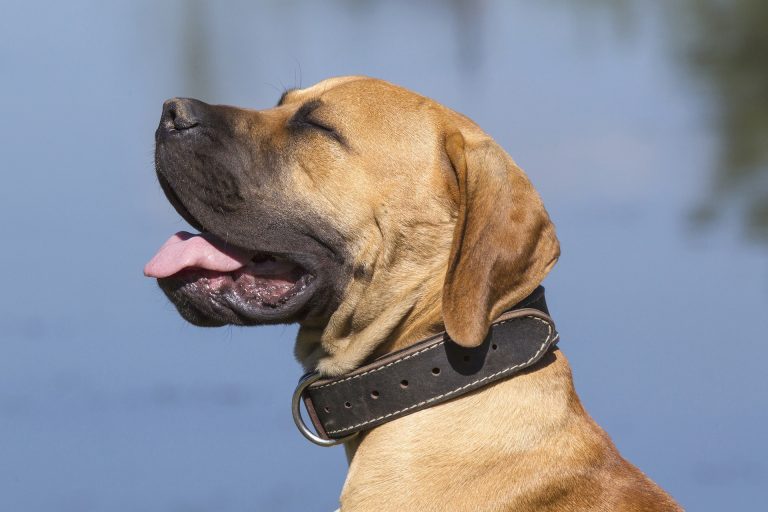 8 Steps to a Well-Behaved Boerboel