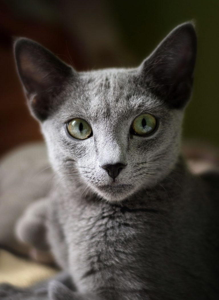 Train Your Russian Blue Cat