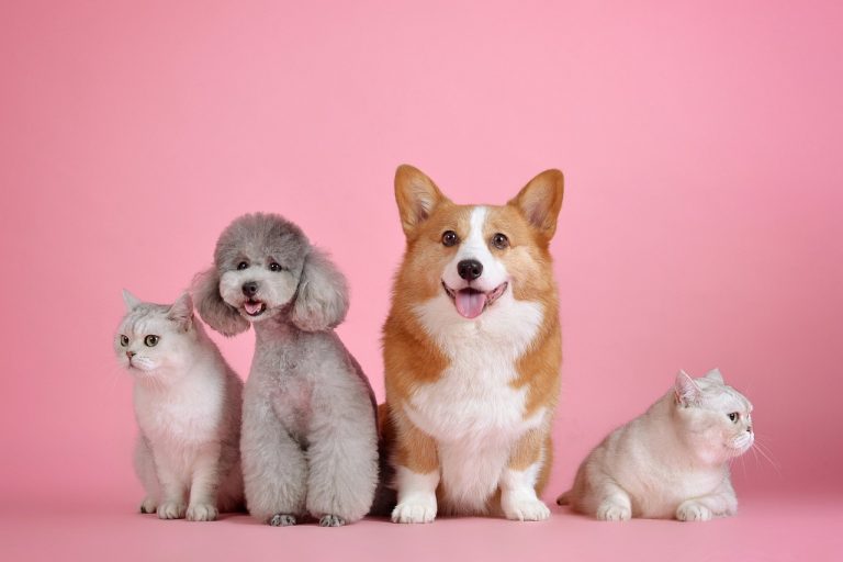 The 4 Most Popular Pets