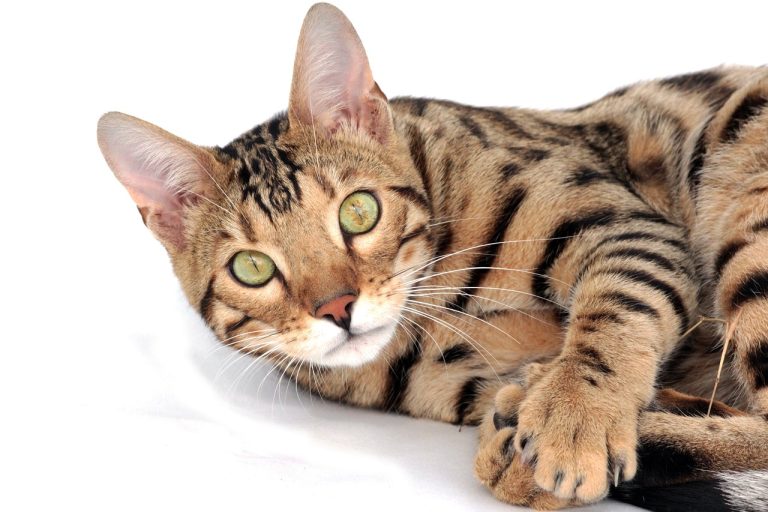 The Enigmatic Bengal Cat